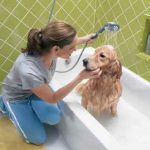 bagno_cane