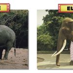 elefante