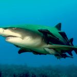 Lemonshark_(2)