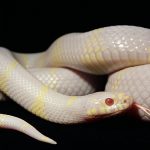 An albino king snake