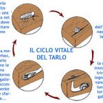 pag10_ciclo-vitale-del-tarlo