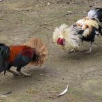 pag07_cockfighting