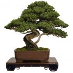 bonsai