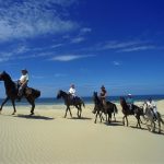 cavallo dune spiaggia